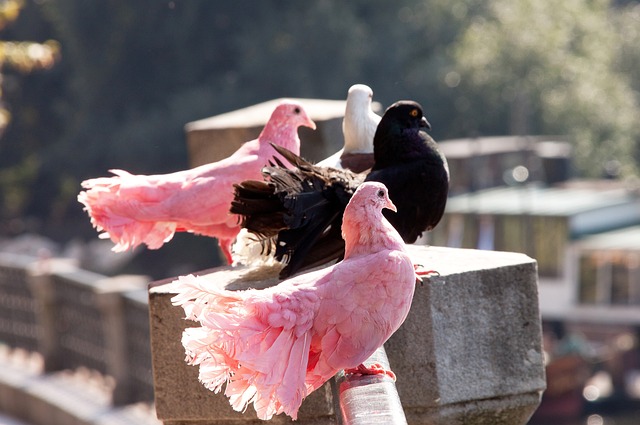 在分析埃迪 在分析埃迪