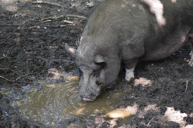 这个队长,谁还不服?!中国队长赵睿 中国男篮VS关岛男篮.
